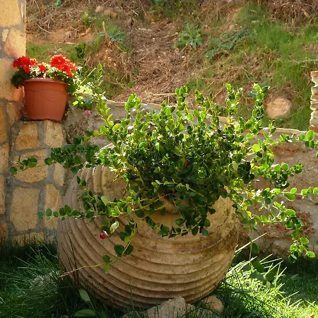 Xenios Zeys بيت ضيافة Synikia Mesi Trikalon